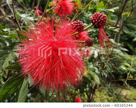 Red Bush willow flower.The name in scince is Combretum erythrophyllum (Burchell) Sonder 60165244