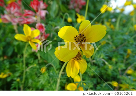 leaf, bloom, foliage 60165261