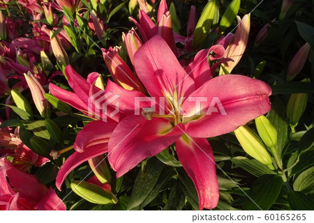 White LilyWhite Lily, meaning pure true love. It ' s a flower queen. White LilyWhite Lily, meaning pure true love. It ' s a flower queen. 60165265