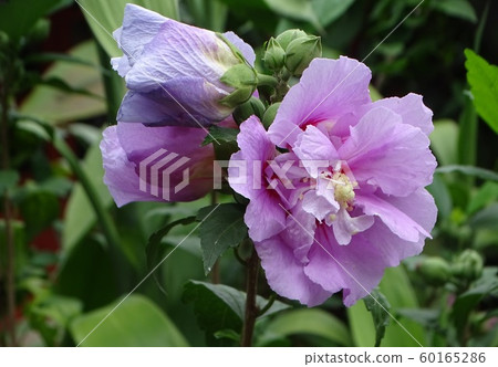 Violet Cotton rose, beautiful flower and herb flower. Violet Cotton rose, beautiful flower and herb flower. 60165286