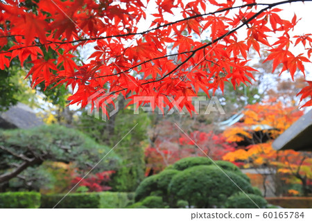 秋天的弘林寺，雨中的鮮楓，崎玉新座 60165784