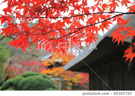 秋天的弘林寺,雨中的鮮楓,崎玉新座 秋天的弘林寺,雨中的鮮楓,崎玉新座 60165785
