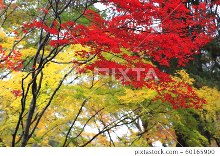 秋天的ita林寺，Sa玉縣新座市，雨中淋濕的七彩楓樹 60165900