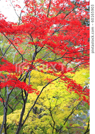 秋天的ita林寺，Sa玉縣新座市，雨中淋濕的七彩楓樹 60165903