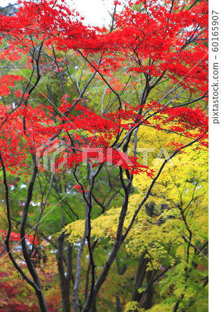 秋天的ita林寺，Sa玉縣新座市，雨中淋濕的七彩楓樹 60165907