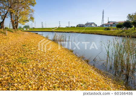 Sa玉縣八潮市銀杏島 60166486