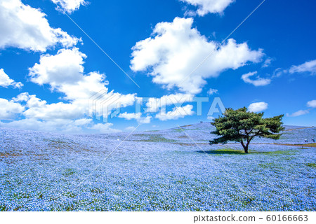 Nemophila of Hitachi Seaside Park 60166663