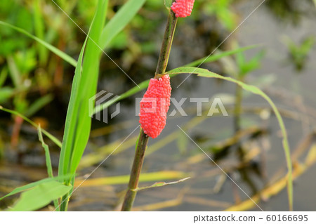 Egg of Jumbo Tanish 60166695