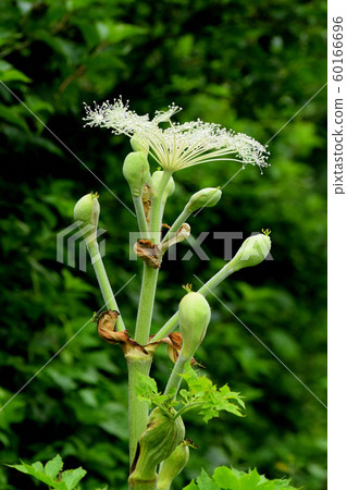 Shishido flowers Shishido flowers 60166696