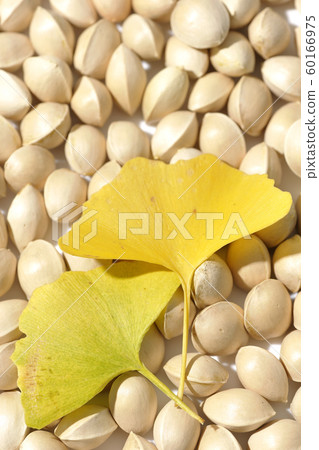 Ginkgo 60166975