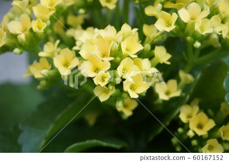 Kalanchoe flowers Kalanchoe flowers 60167152