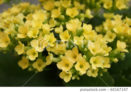 Kalanchoe flowers Kalanchoe flowers 60167197