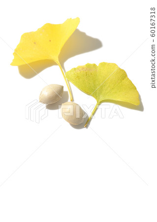 銀杏 銀杏 60167318