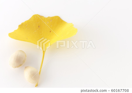Ginkgo Ginkgo 60167708