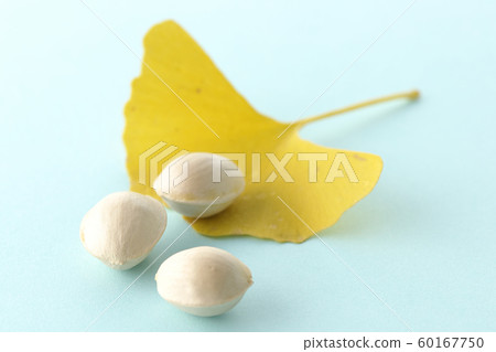 Ginkgo Ginkgo 60167750