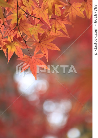 七彩楓葉在雨中濕 60167768