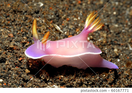Nudibranch, Hypselodoris bullockii Nudibranch, Hypselodoris bullockii 60167771