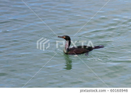 Pelagic Cormorant 60168946