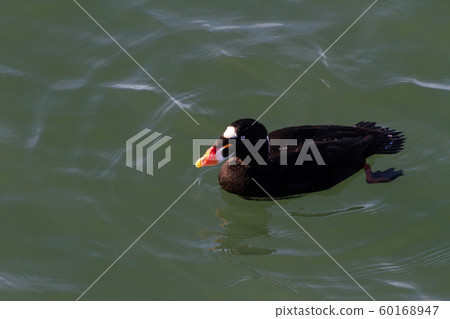 Surf Scoter 60168947