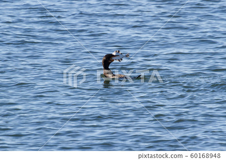 Double crested Cormorant 60168948