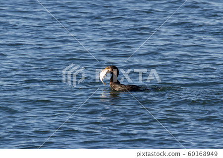 Double crested Cormorant 60168949
