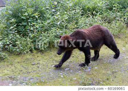 grizzly bear grizzly bear 60169061