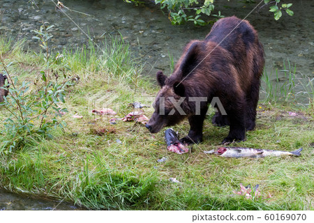 grizzly bear 60169070