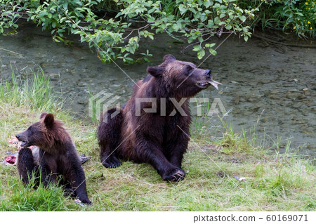 grizzly bear grizzly bear 60169071