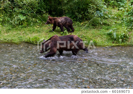 grizzly bear 60169073