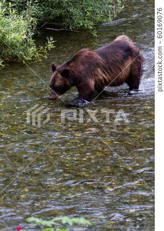 grizzly bear 60169076