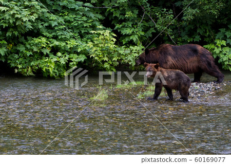 grizzly bear 60169077