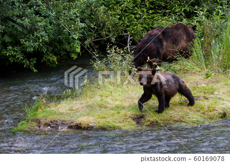 grizzly bear 60169078