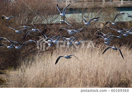 Flock of seagulls flying over the river 60169368