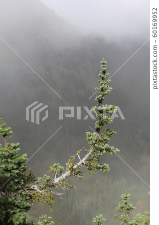Branch of spruce in a fog of clouds,Mt Rainier,USA Branch of spruce in a fog of clouds,Mt Rainier,USA 60169952