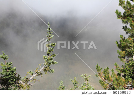 Branch of spruce in a fog of clouds,Mt Rainier,USA Branch of spruce in a fog of clouds,Mt Rainier,USA 60169953