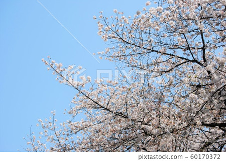 吉野櫻花樹和天空 吉野櫻花樹和天空 60170372