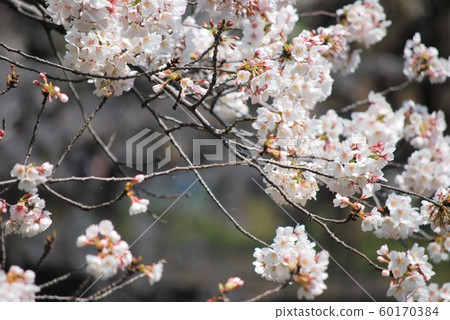 Cherry blossoms 60170384