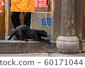 Cats (Photography) 60171044