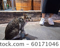 Cats (Photography) 60171046