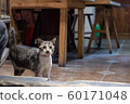 Cats (Photography) 60171048