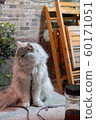 Cats (Photography) 60171051