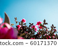 茶梅 60171370
