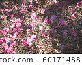 茶梅 60171488