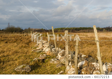 Old fence with barb wire in a wetland by fall 60172213
