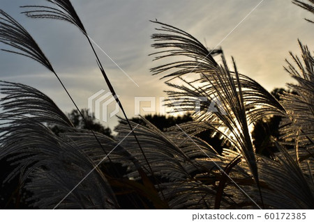 芒草 60172385