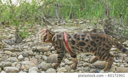 One cat bengal walks on the green grass. Bengal kitty learns to walk along the forest. Asian leopard cat tries to hide in grass. Reed domesticated cat in nature. Domestic cat on beach near river. One cat bengal walks on the green grass. Bengal kitty learns to walk along the forest. Asian leopard cat tries to hide in grass. Reed domesticated cat in nature. Domestic cat on beach near river. 60172901