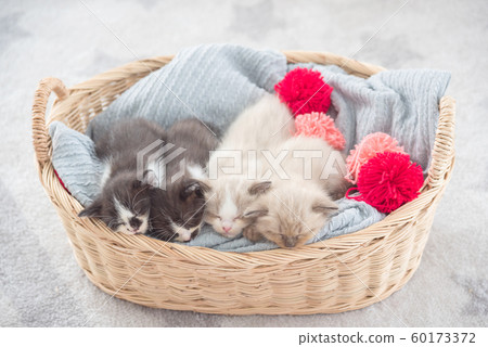 Group of four little persian kitten sleeping in basket 60173372