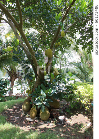 Jackfruit tree with lots of jackfruits hanging. 60173486