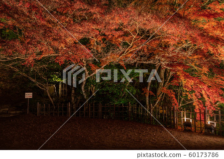 藤生魚天堂先生 60173786