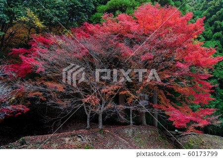 藤生魚天堂先生 60173799